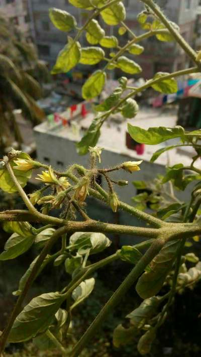 Stem Rot - Tomato