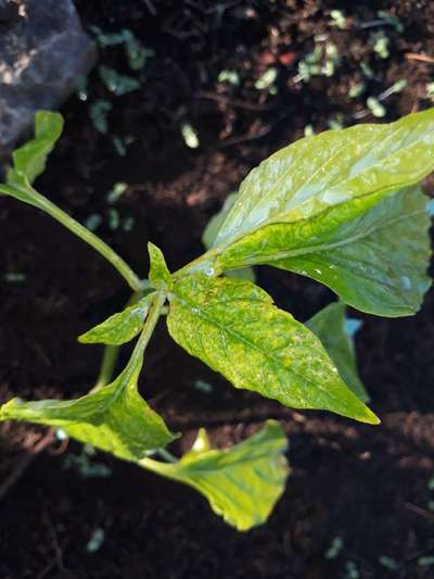 Virus del mosaico del pepino en el pimiento - Capsicum y chile