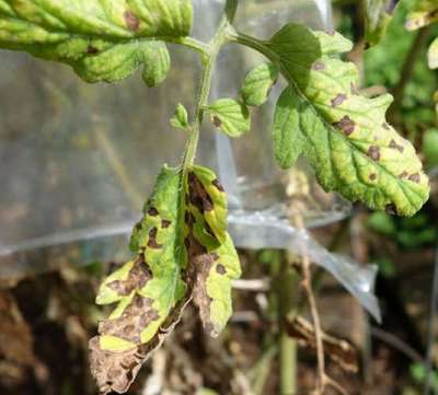 Tomato Late Blight - Tomato