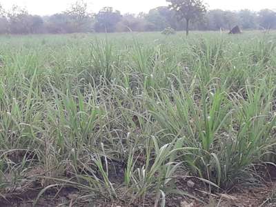 ಕಬ್ಬಿನ ಸ್ಮಟ್ - ಕಬ್ಬು