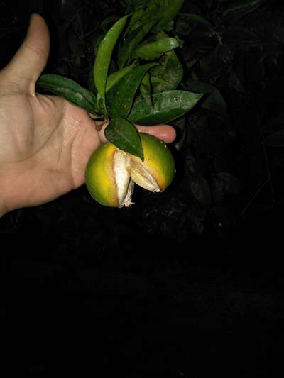 Calcium Deficiency - Citrus