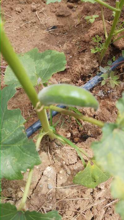 ಎಲೆಕೊರಕ ನುಸಿ - ಬೆಂಡೆಕಾಯಿ