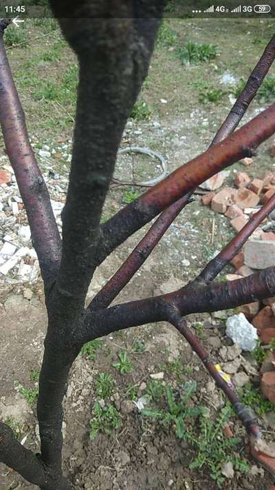 Fruit Tree Canker - Apple