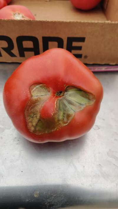 Tomato Catface - Tomato
