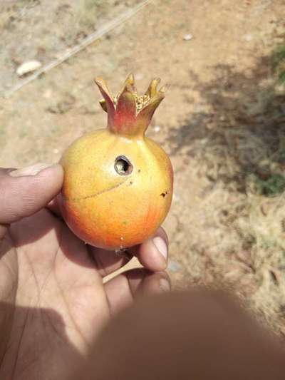 Pomegranate Fruit Borer - Pomegranate