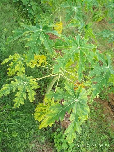 Magnesium Deficiency - Papaya