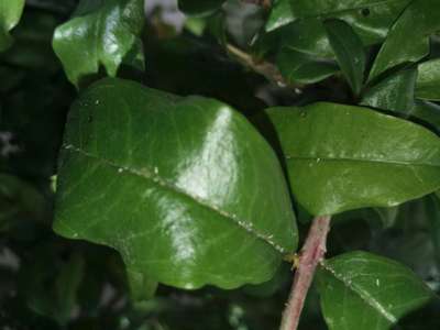 Aphids - Pomegranate