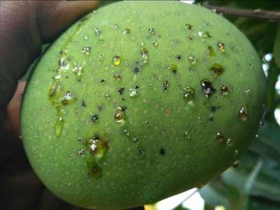 Bacterial Black Spot of Mango - Mango