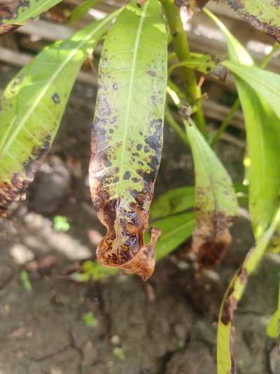 Potassium Deficiency - Mango