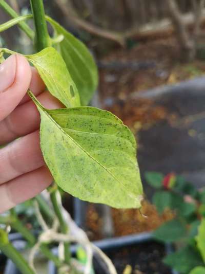 Bacterial Spot of Pepper - Capsicum & Chilli