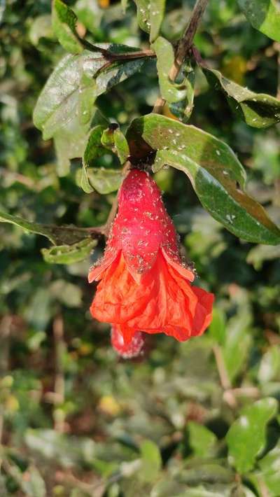 Aphids - Pomegranate