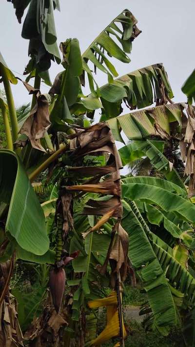 Black Leaf Spot of Banana - Banana