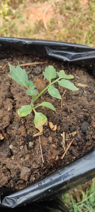 Leaf Miner Flies - Tomato