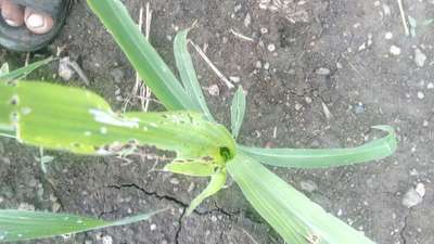 Fall Armyworm - Maize