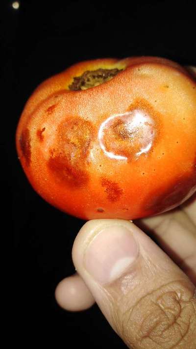 Tomato Spotted Wilt Virus - Tomato