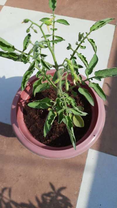 Leaf Curl in Tomato - Tomato