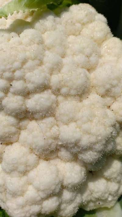 Downy Mildew - Cauliflower