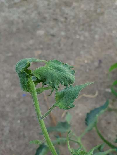 Herbicide Growth Damage - Tomato