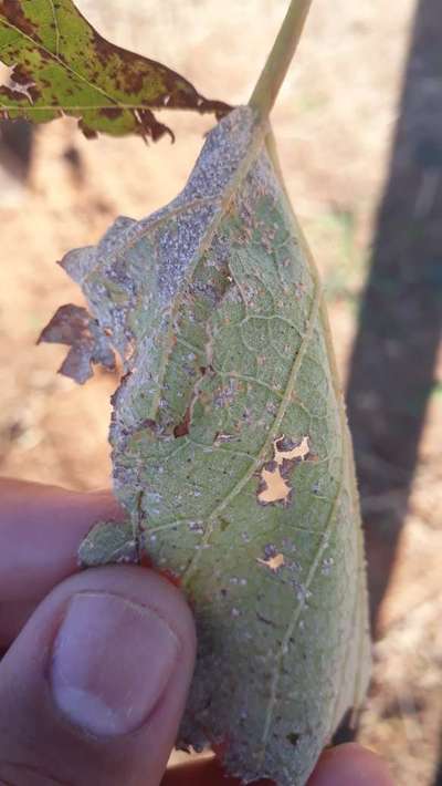 Ressecamento das folhas da cereja - Uva