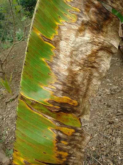 Sigatoka Amarela - Banana