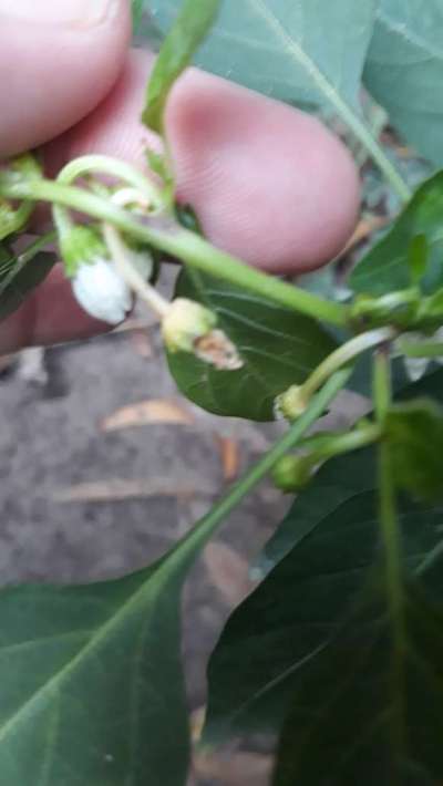 Anthracnose of Pepper - Capsicum & Chilli