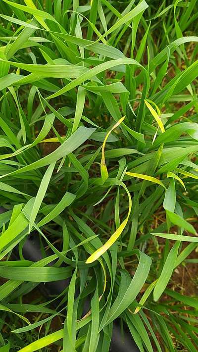 Potassium Deficiency - Wheat