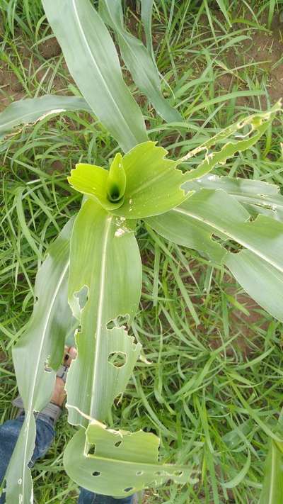 ಫಾಲ್ ಸೈನಿಕ ಹುಳು (ಫಾಲ್ ಆರ್ಮಿ ವರ್ಮ್) - ಮೆಕ್ಕೆ ಜೋಳ