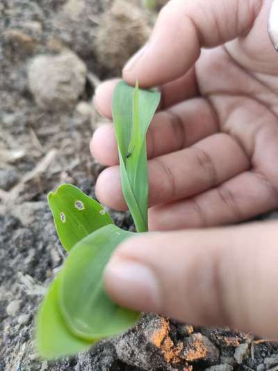 Aphids - Maize