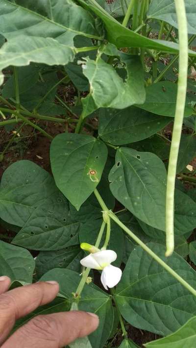 Leaf Miner Flies - Bean