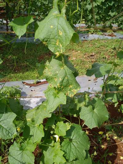 Leaf Blight of Cucurbits - Cucumber