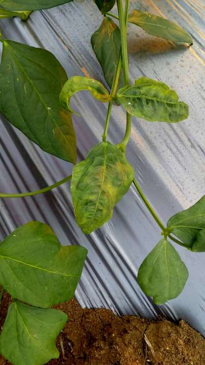 Bean Common Mosaic Virus - Bean