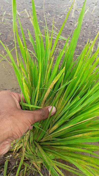 Spider Mites - Rice