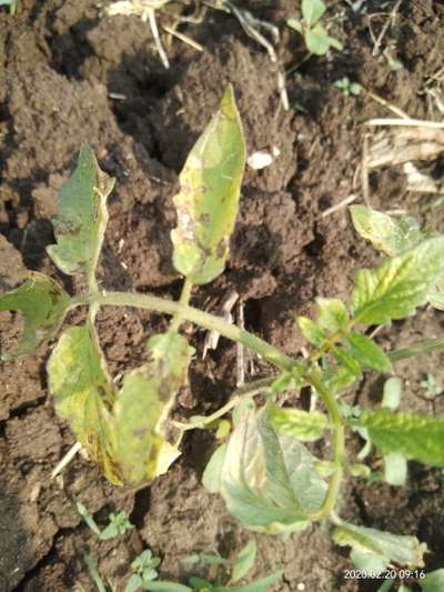 Septoria Leaf Spot - Tomato