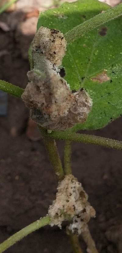 Aphids - Brinjal