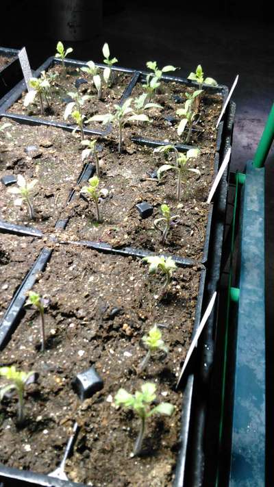 Damping-Off of Seedlings - Tomato