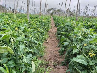 Traça do tomateiro - Tomate