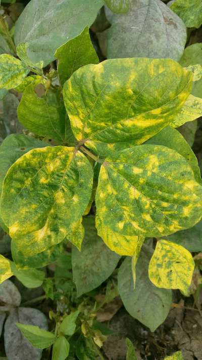 Bean Golden Mosaic Virus - Bean