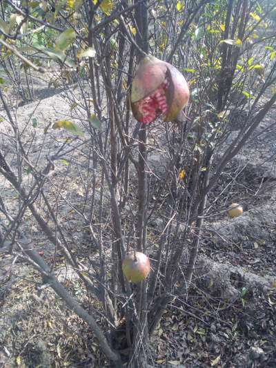 Fruit Cracking - Pomegranate