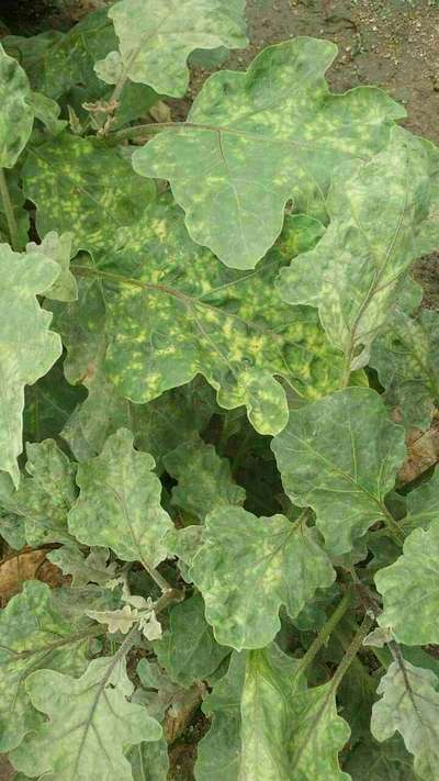 Tobacco Mosaic Virus - Brinjal