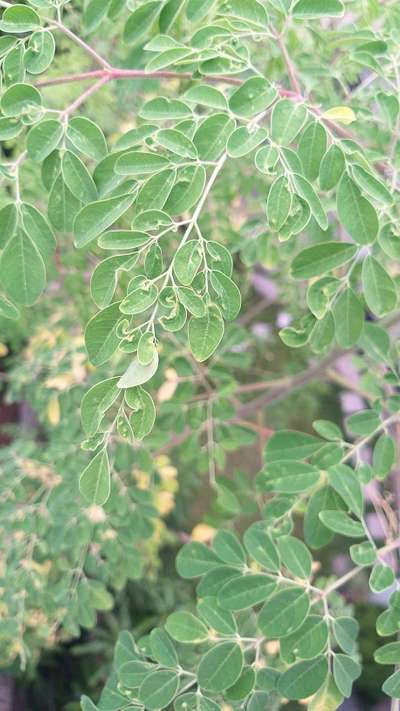 Spider Mites - Pigeon Pea & Red Gram