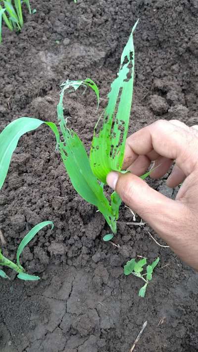 Spotted Stemborer - Sorghum