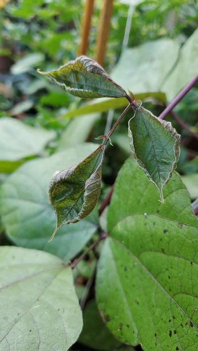 Thrips - Bean