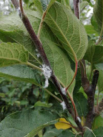 Mealybug - Apple