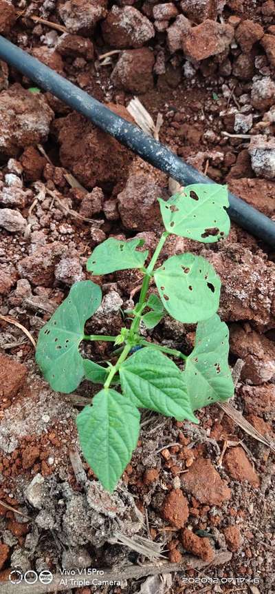 Flea Beetles - Bean