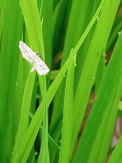 Rice Case Worm - Rice