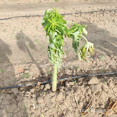 Downy Mildew - Papaya