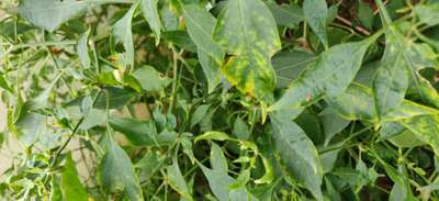 Black Cutworm - Capsicum & Chilli