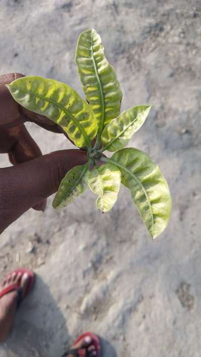 Calcium Deficiency - Mango