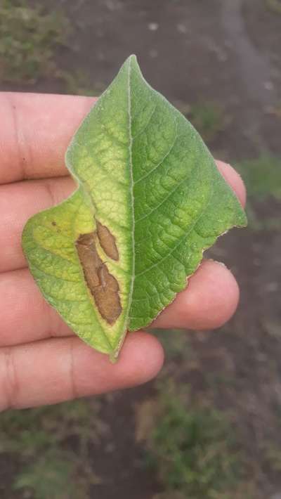 Verticillium Wilt - Bean