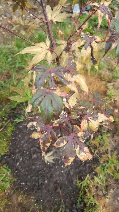 Potassium Deficiency - Okra